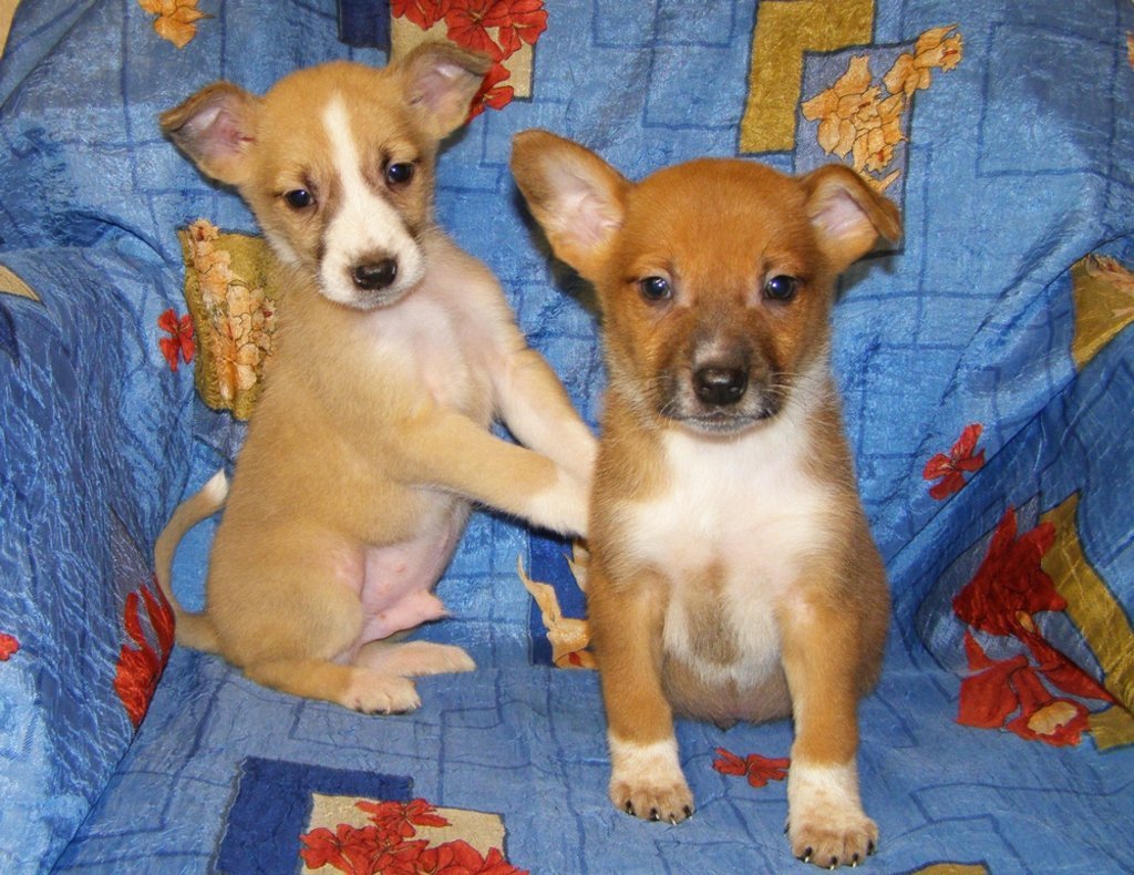 Щенки метисы Джек Рассела