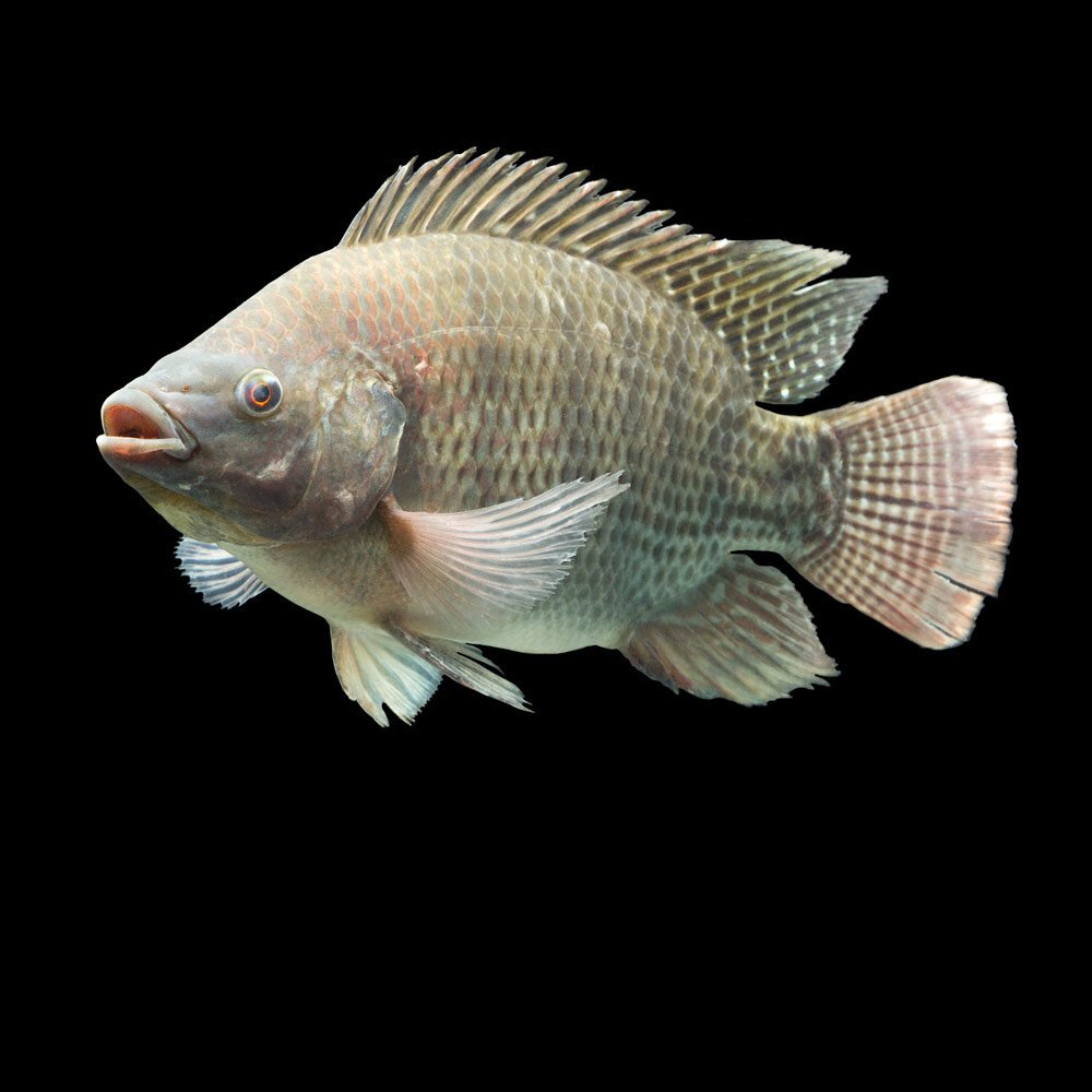 Тилапия звездчатая