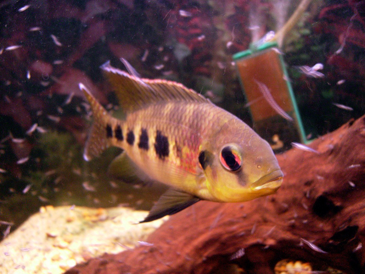 Голубой Дискус рыбка