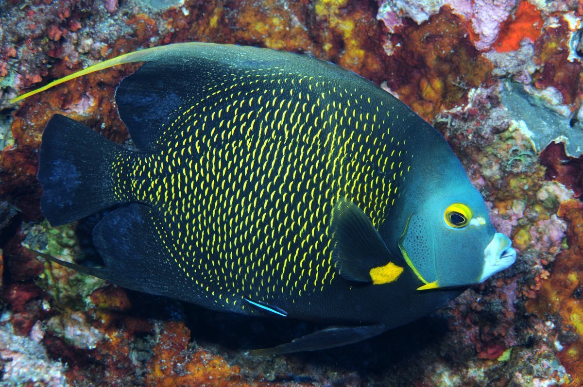 Angelfish рыба