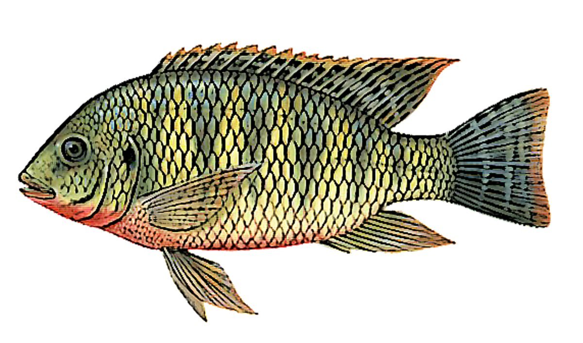 Тиляпия зебровая