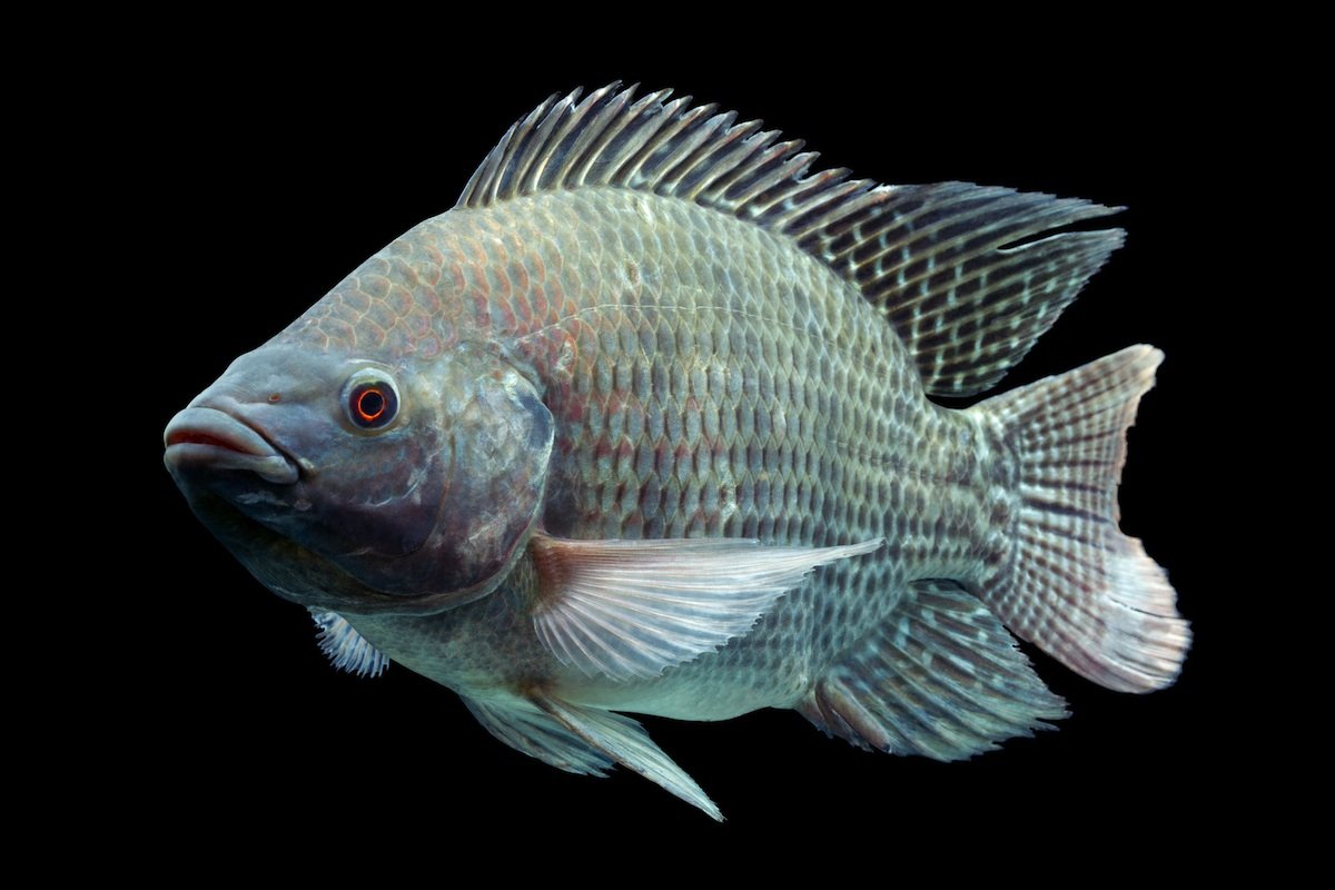 Oreochromis niloticus рыба