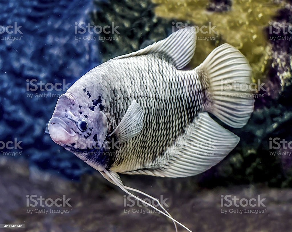 Тилапия в аквариуме