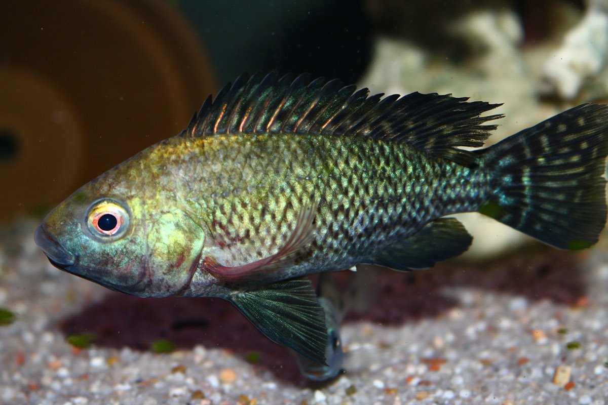 Тилапия на черном фоне