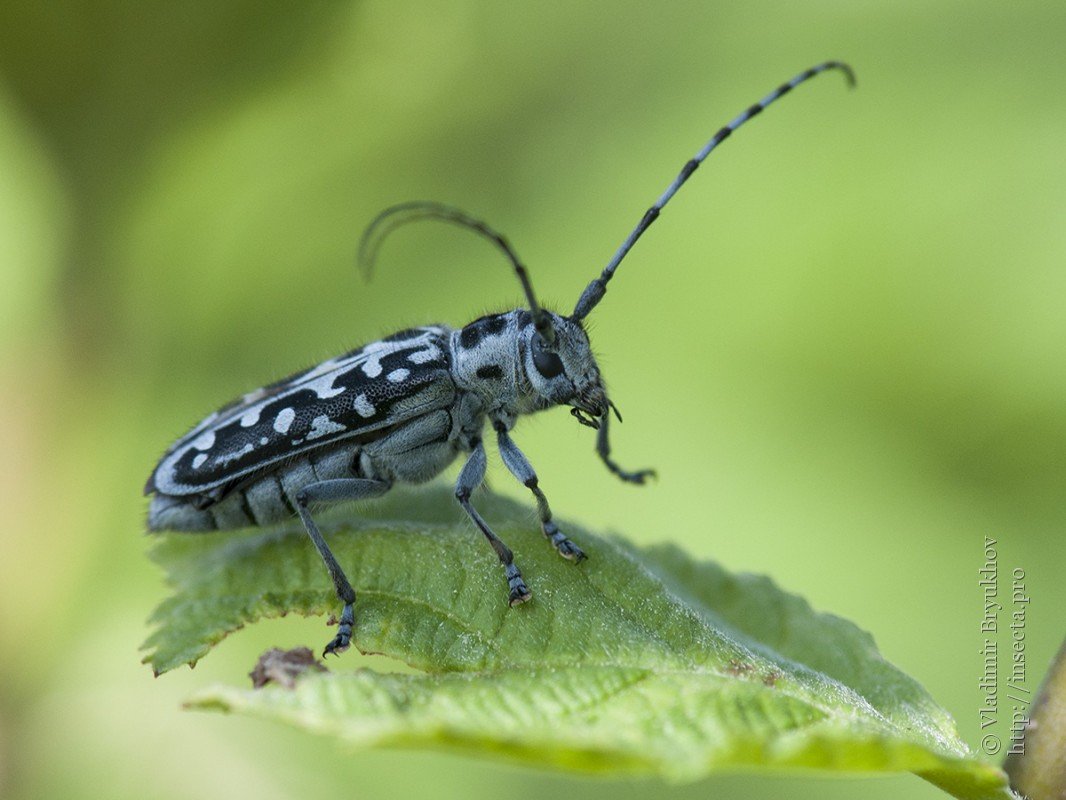 Скрипун мраморный