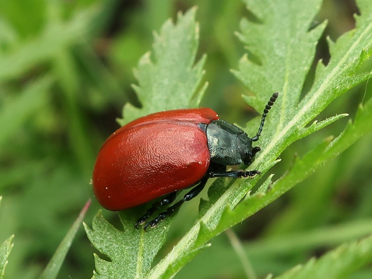 Жук березовый Листоед