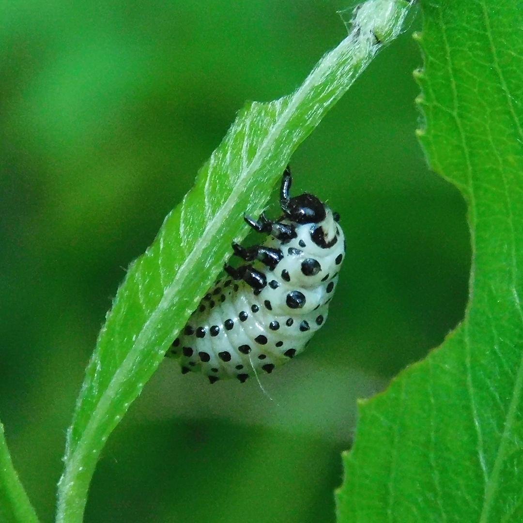 Личинка тополевого листоеда