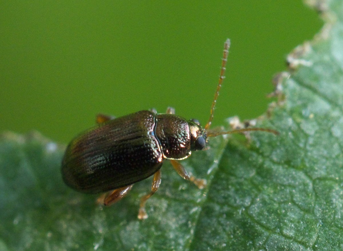 Agelastica alni личинки