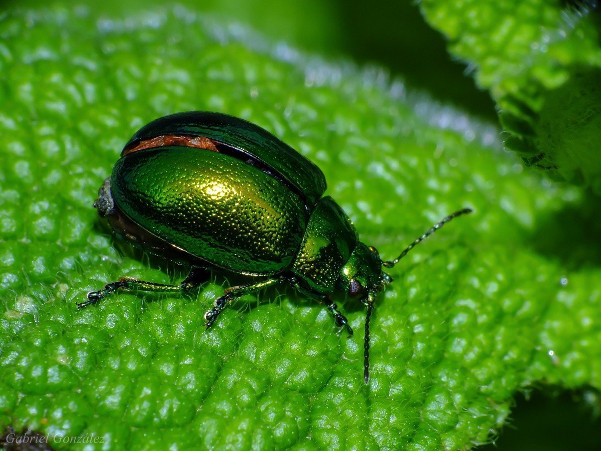 Жук березовый Листоед