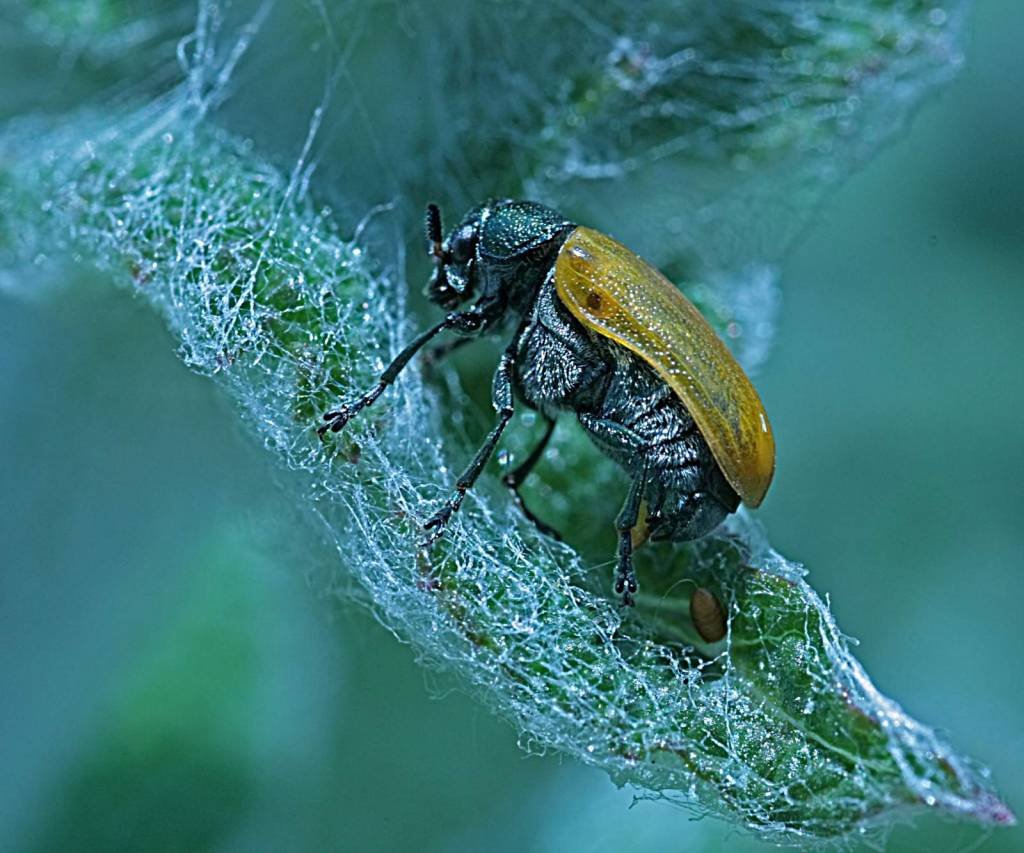 Лапландский Листоед
