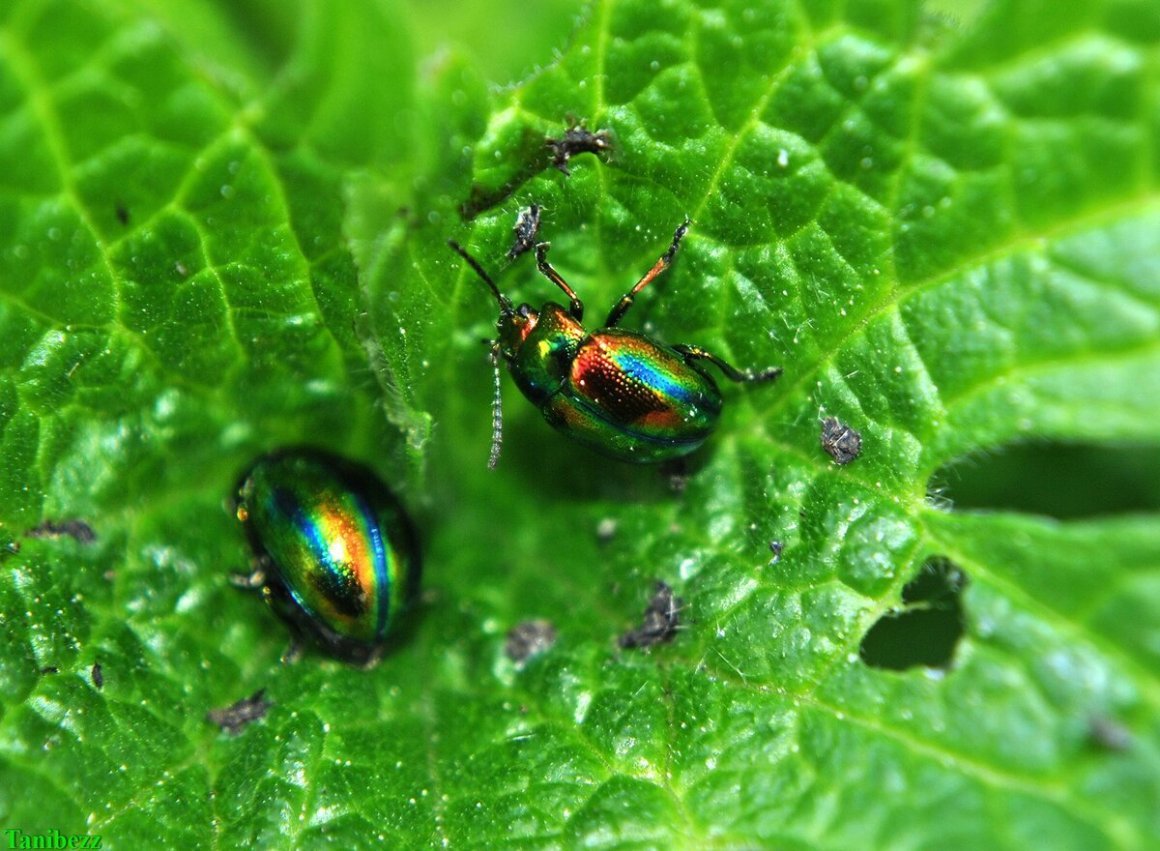 Жук рапсовый Листоед