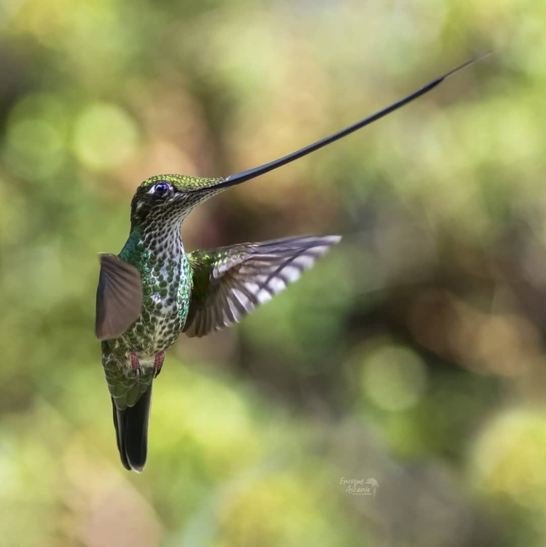 Бражник Колибри Жук