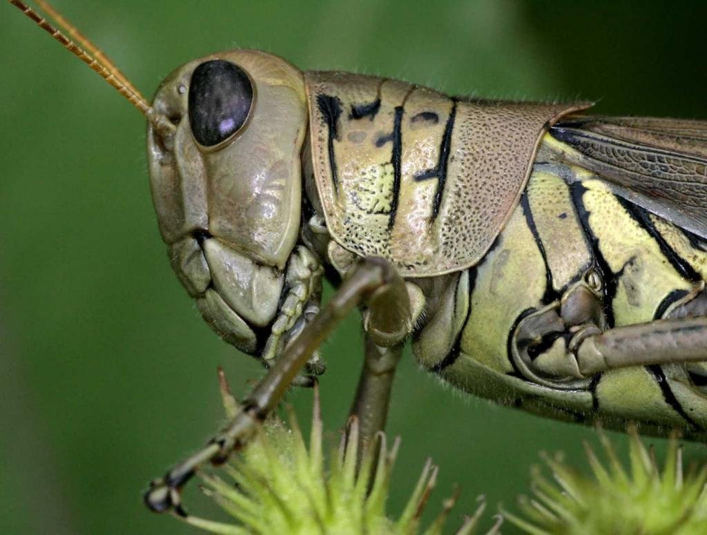 Саранча, кузнечик, Оса