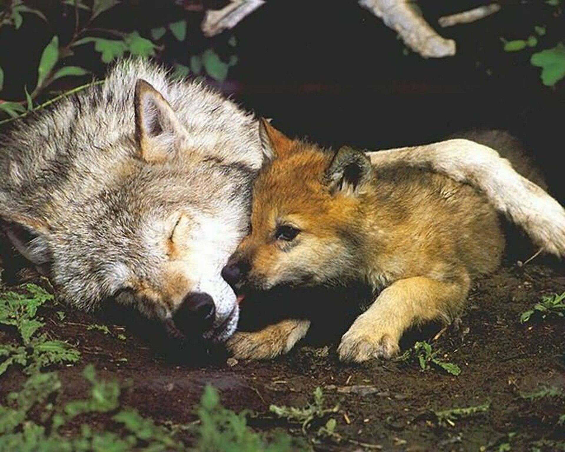 Волки лучше лис