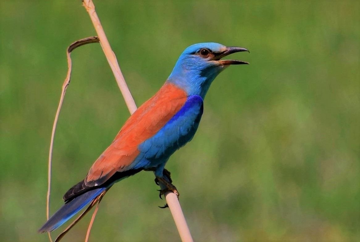 Ракша сизоворонка