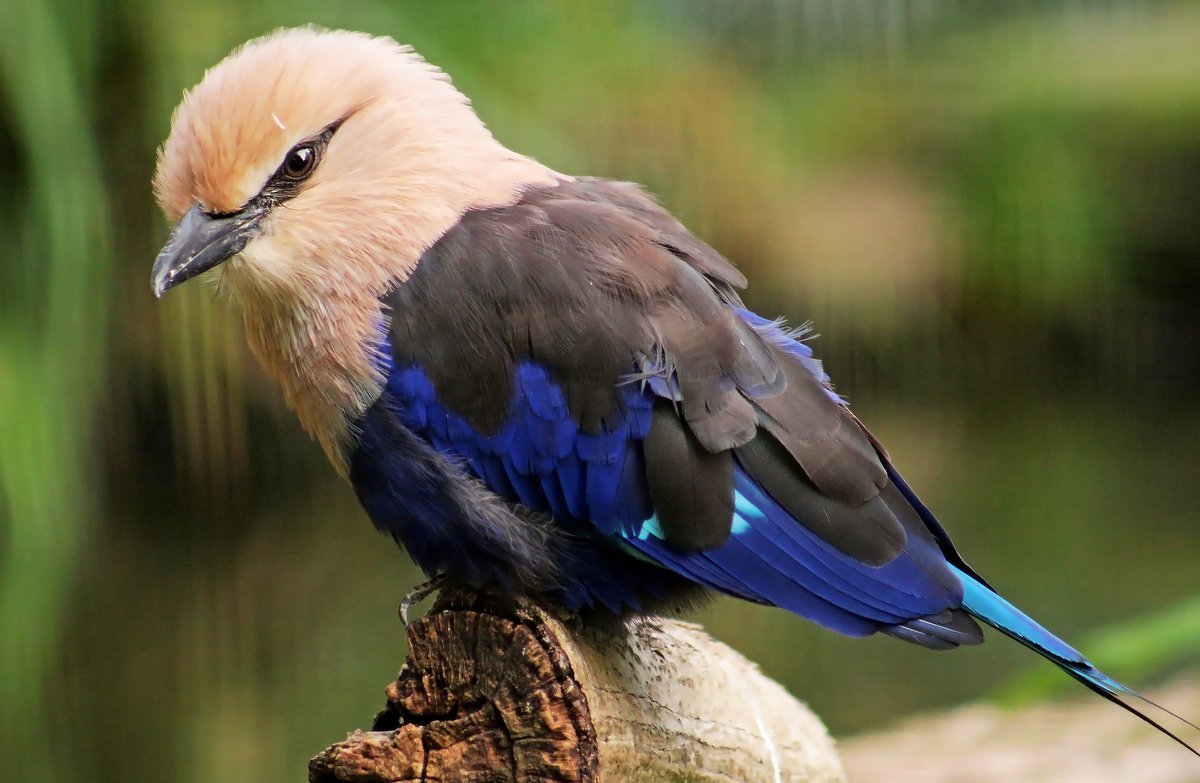 Сизоворонка птица