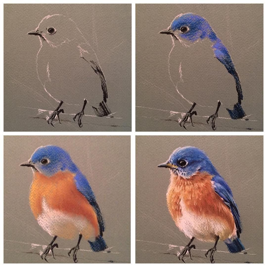 Галка самец