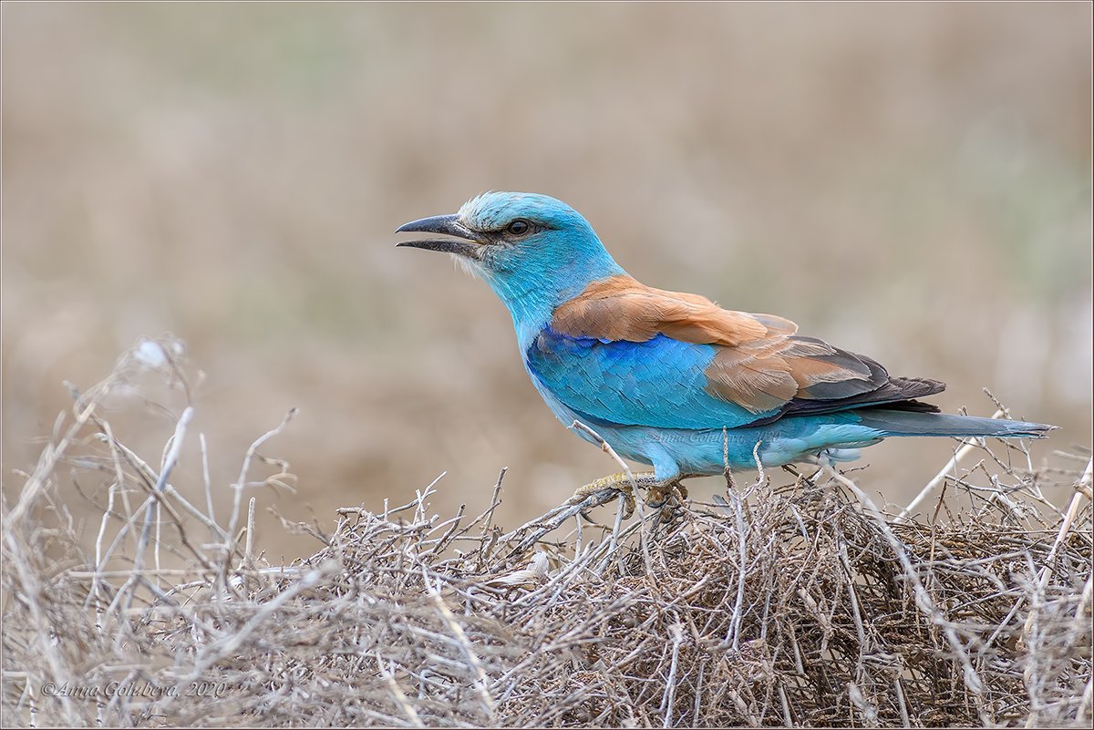 Сулавесская сизоворонка