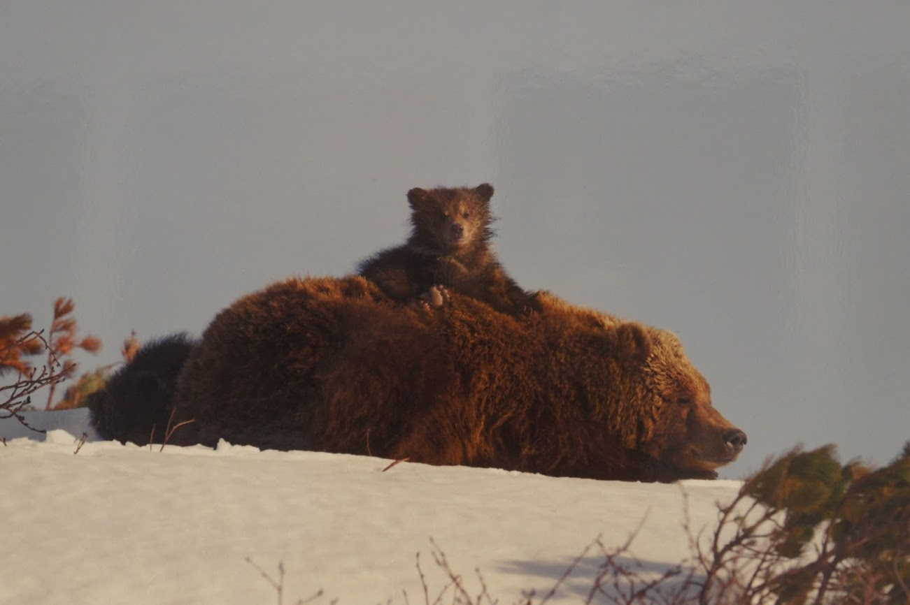 Медвежата родились в берлоге. Бурый медведь в берлоге. Бурый медведь с медвежатами в берлоге. Медведь, Медведица, медвежата – медвежья Берлога. Медведь в берлоге с медвежатами.