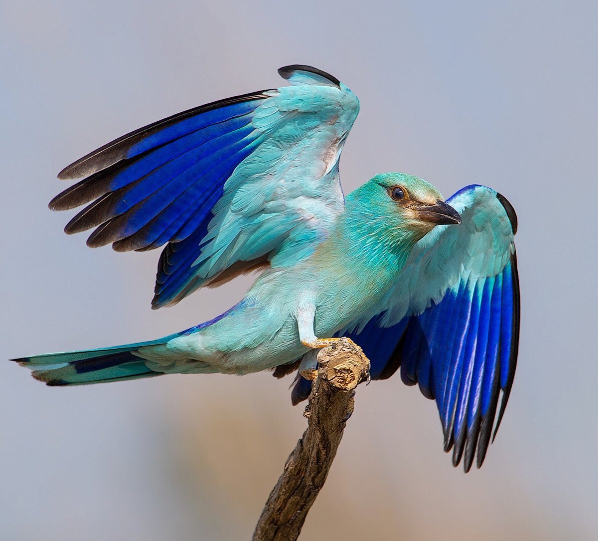 Малиновогоудая сизоворонка