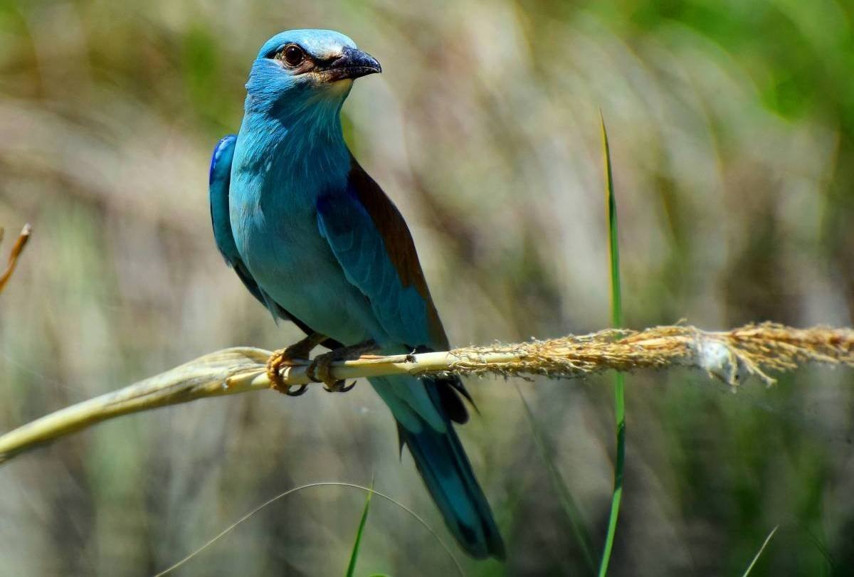 Обыкновенная сизоворонка Coracias garrulus