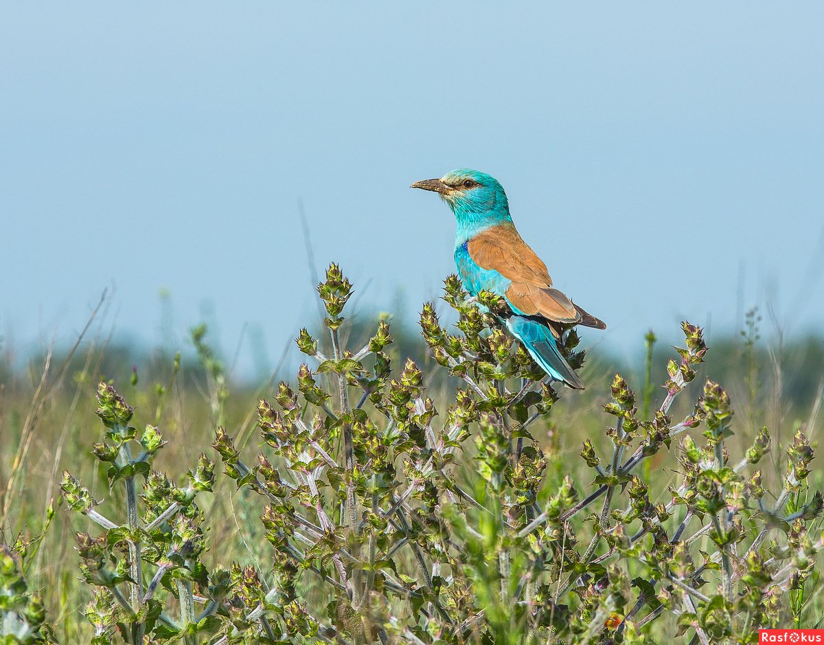 Синегалка птица фото