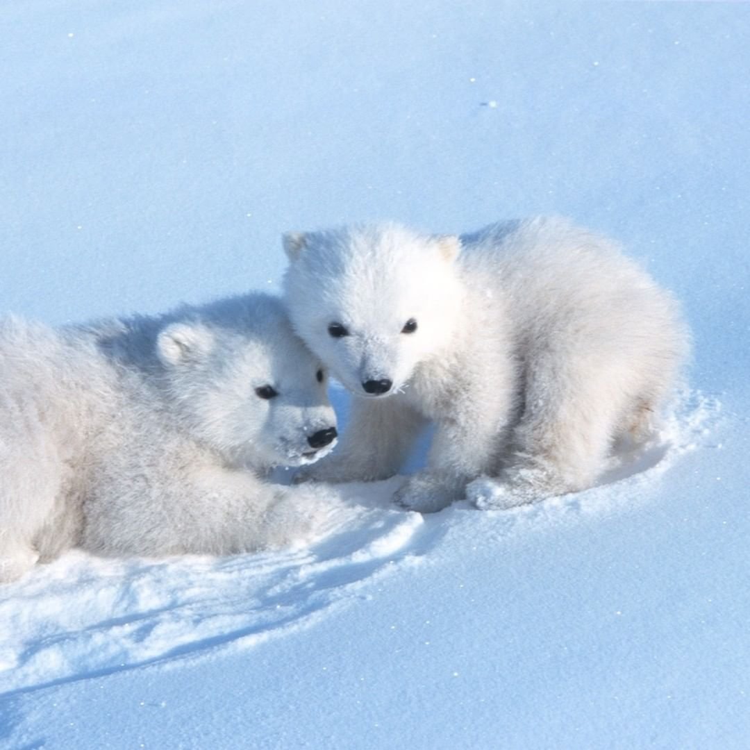 Милые белые мишки Арктики