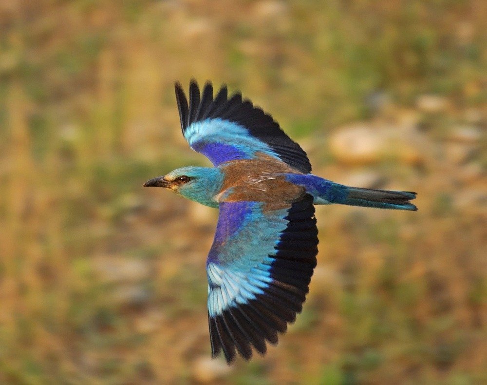 Синяя Галка птица фото