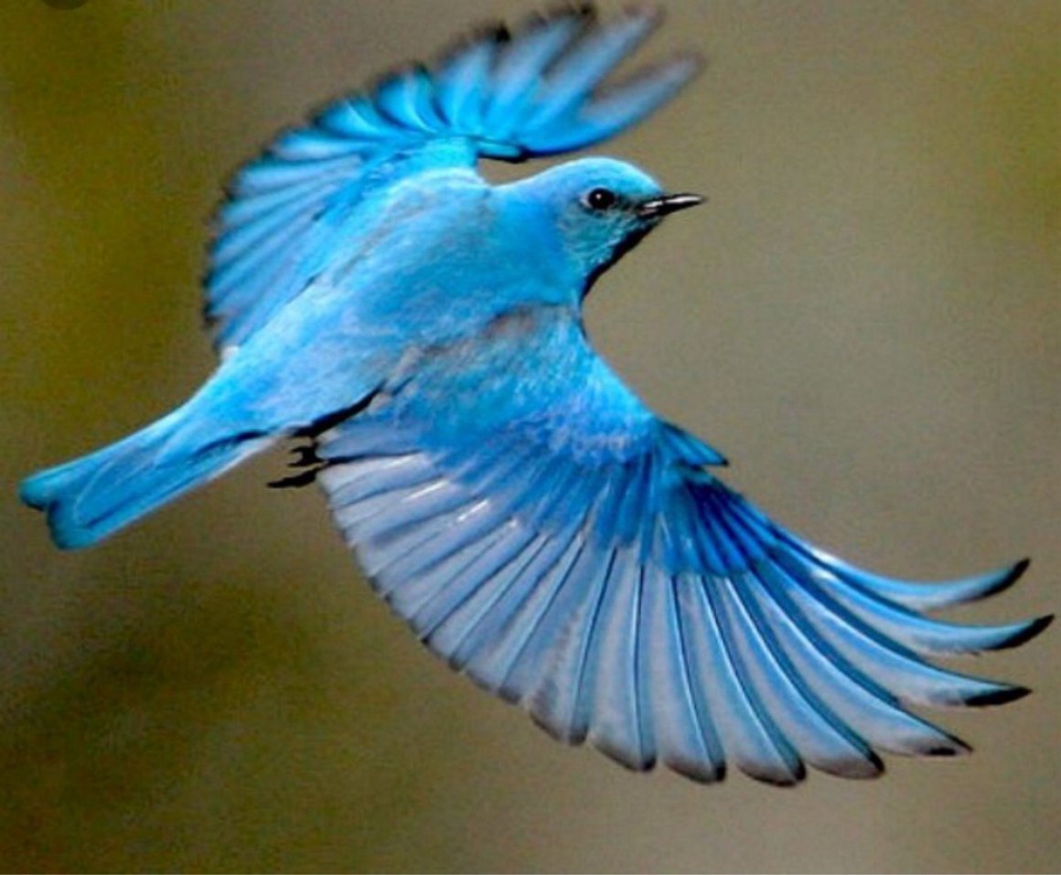 Синяя птица лиловый Дрозд