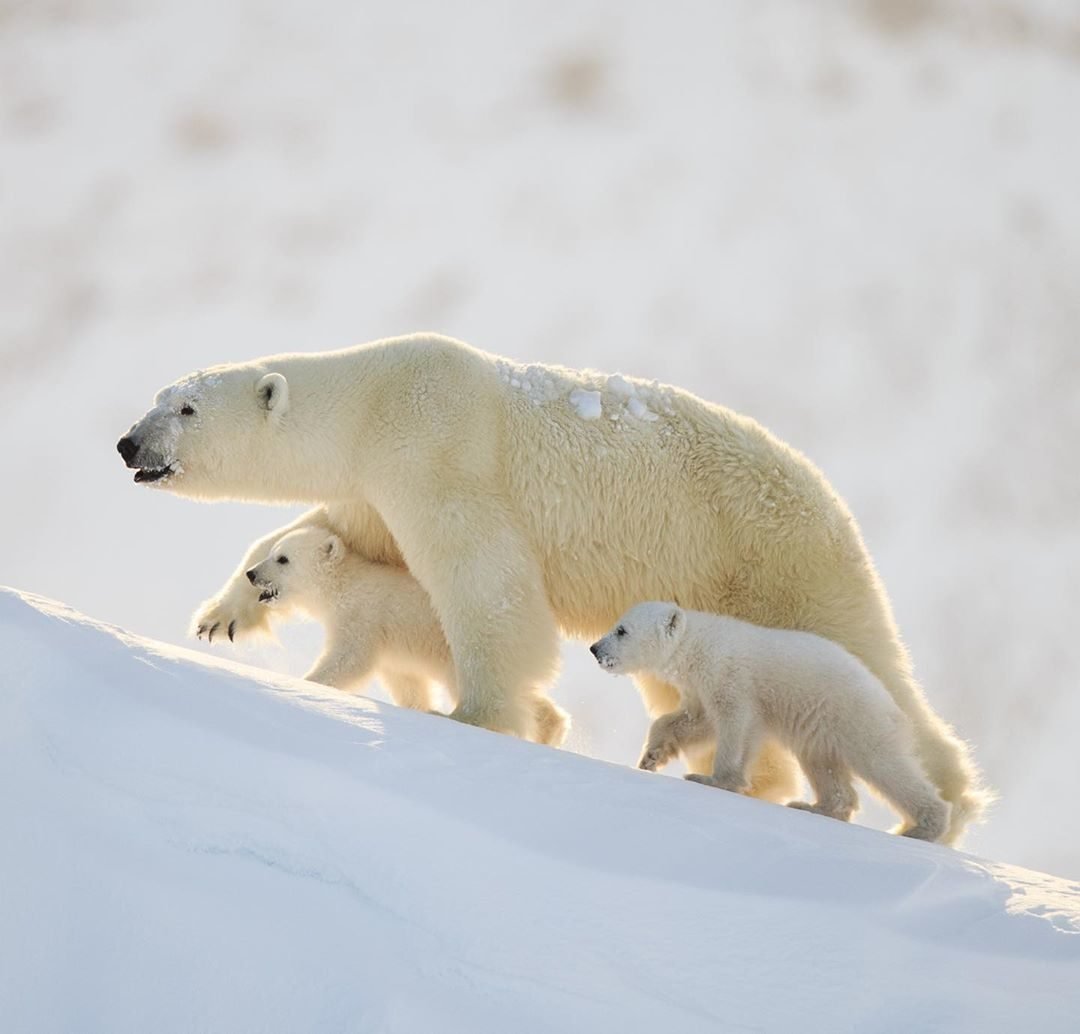 Белый медведь с медвежатами