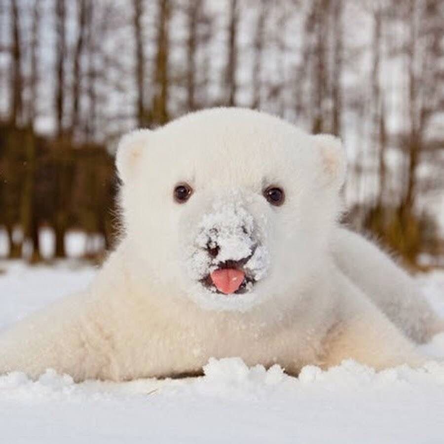 Маленький Полярный Медвежонок