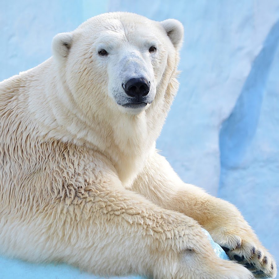 Белый медведь с медвежатами