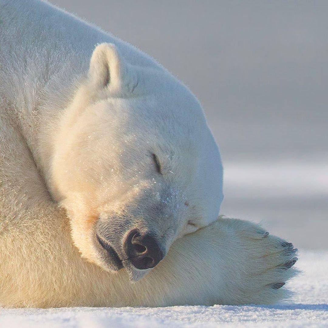 Белый медведь на льдине