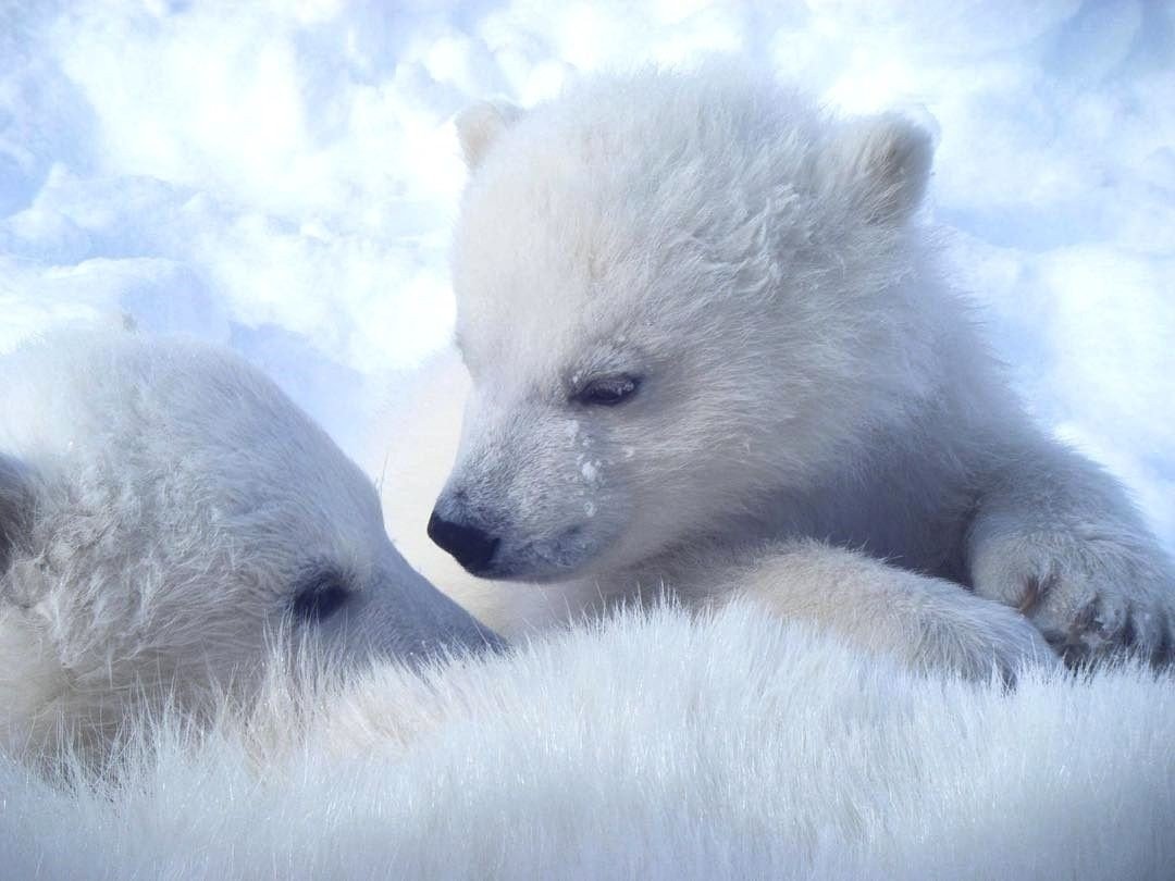 Милый Медвежонок