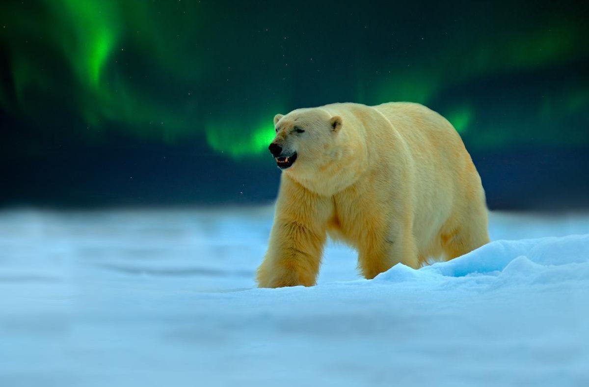 Белый медведь