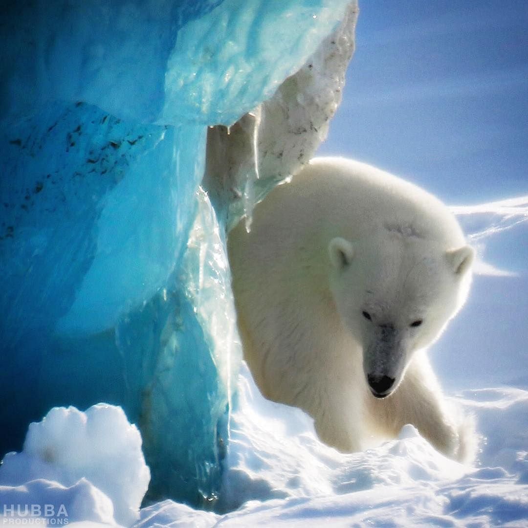Белый медведь на Северном полюсе