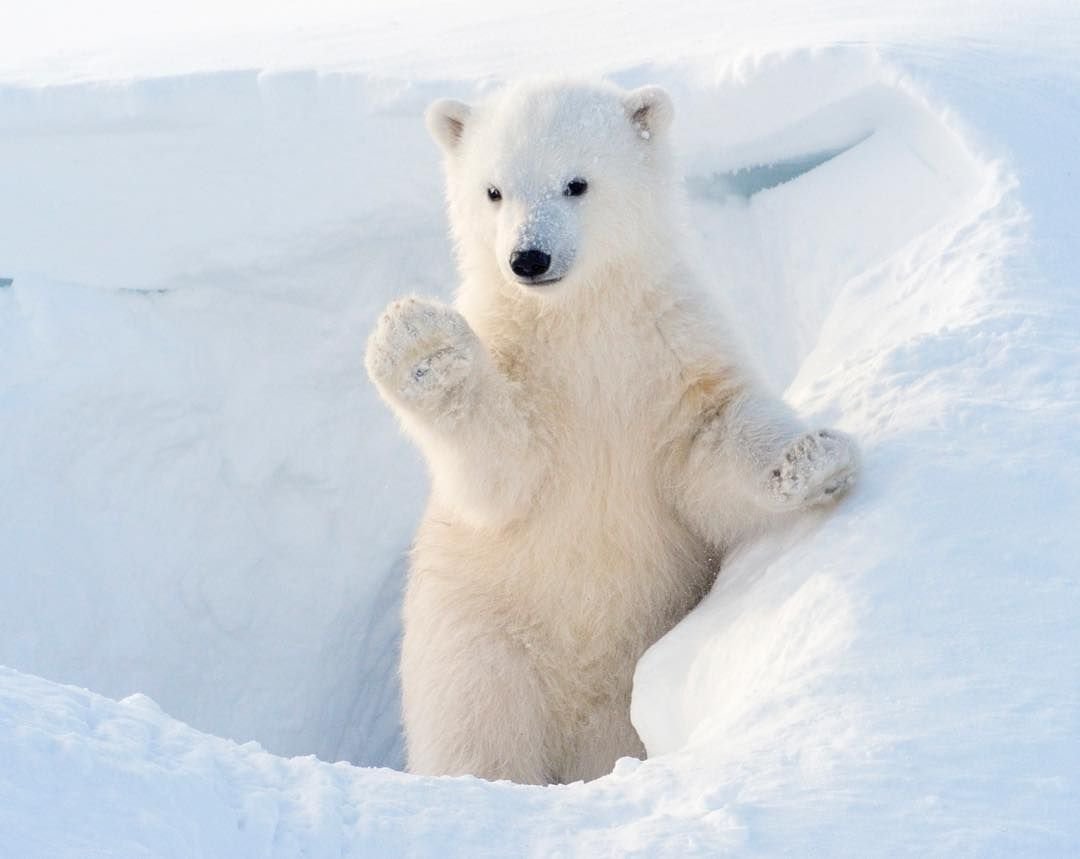 Грустный белый Медвежонок