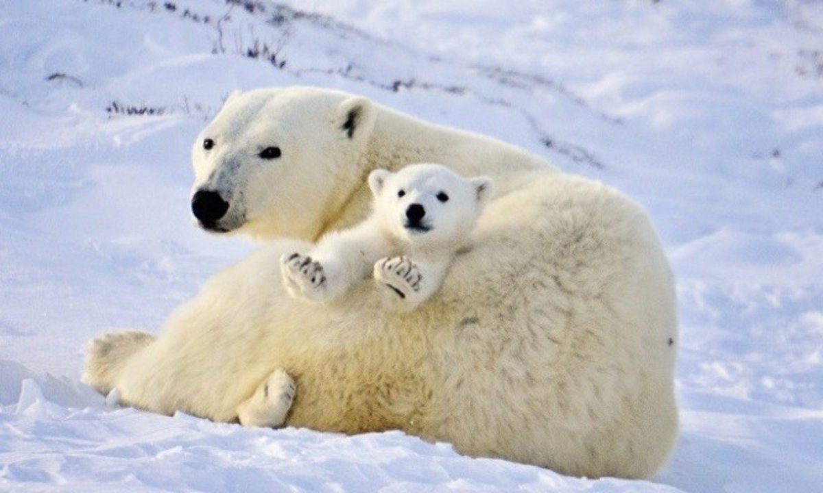 Белый медведь National Geographic