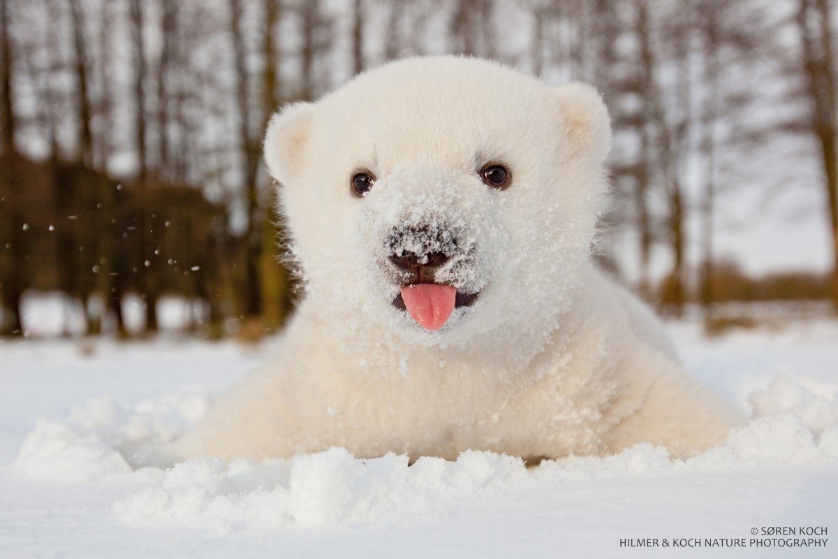 Белый медведь Красноярский край