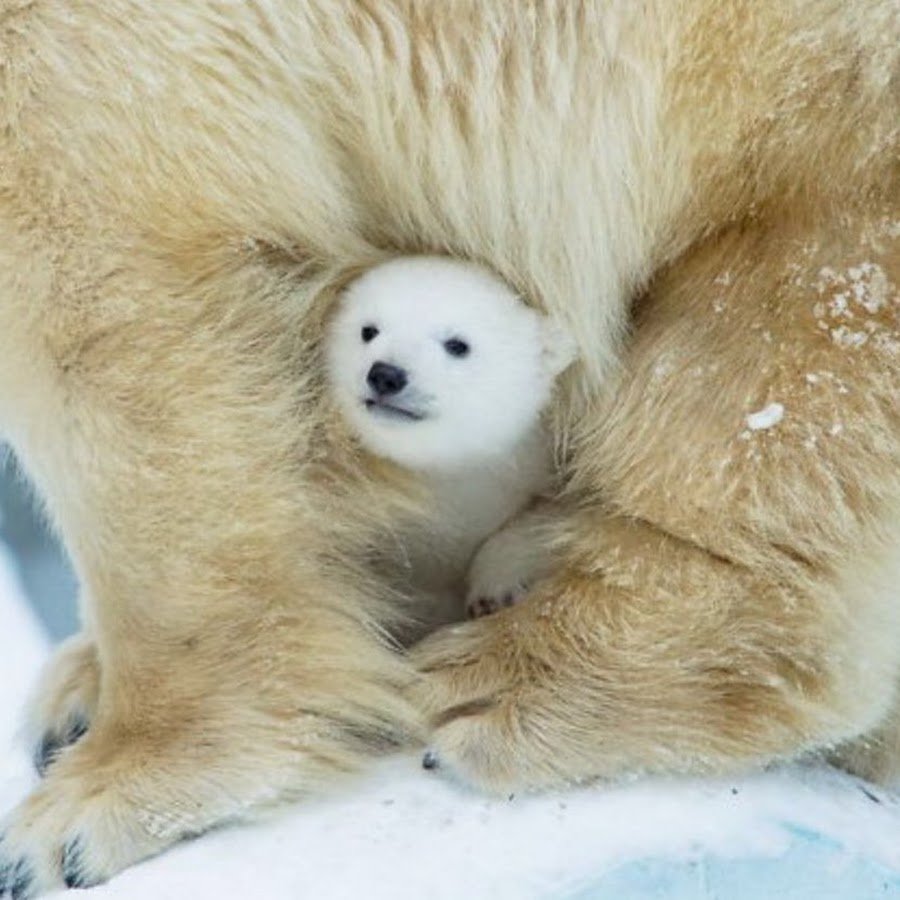 Полар бир (Polar Bear)