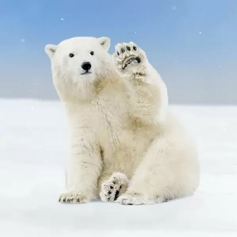 Шилка Новосибирский зоопарк