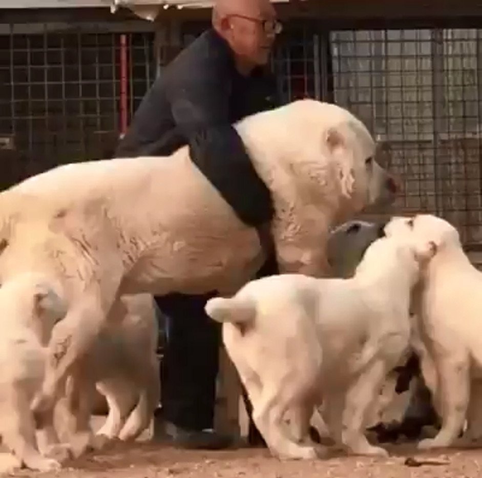 Кавказская овчарка волкодав