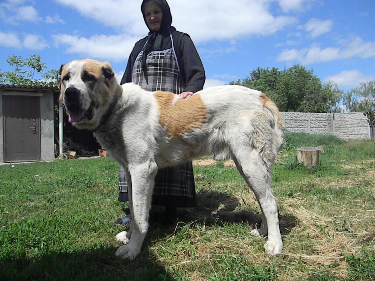 Волкодав порода алабай