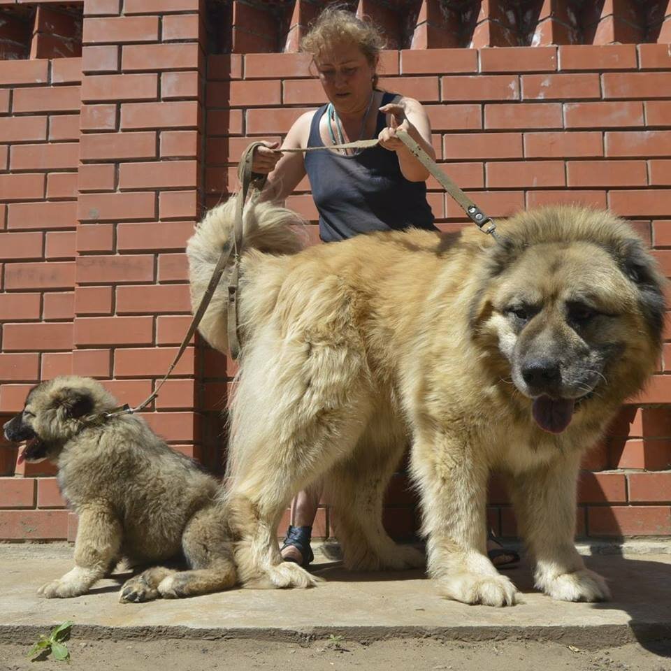 Осетинский мастиф