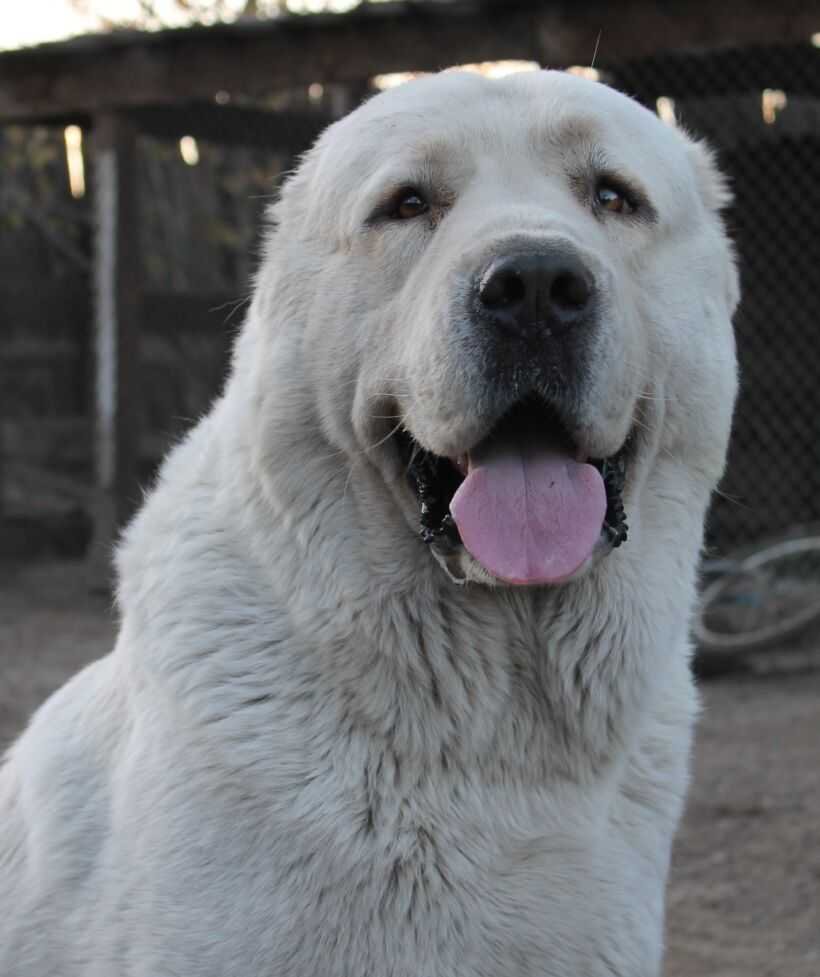 Гампр армянский волкодав