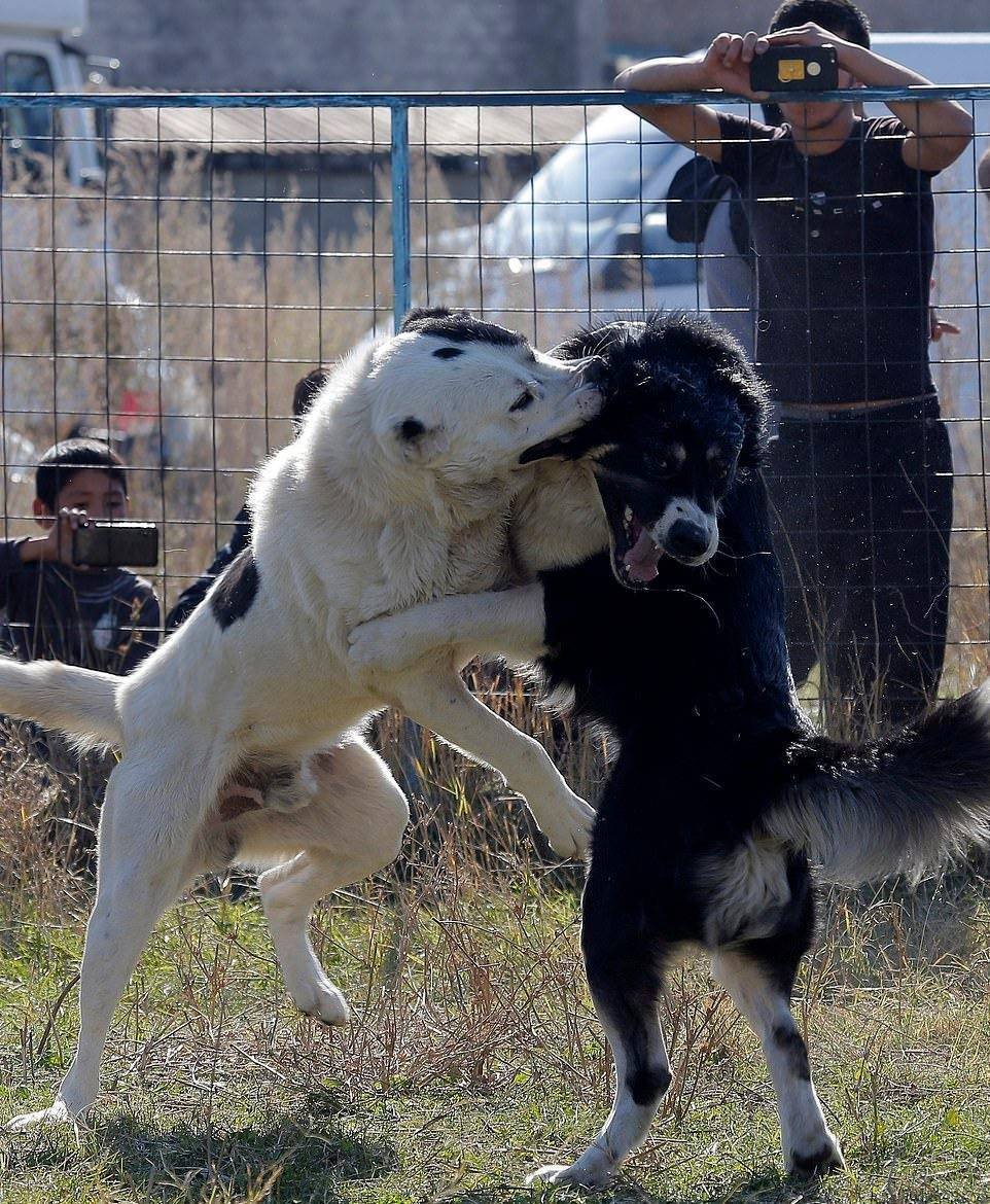 Туркменские волкодав Каргал