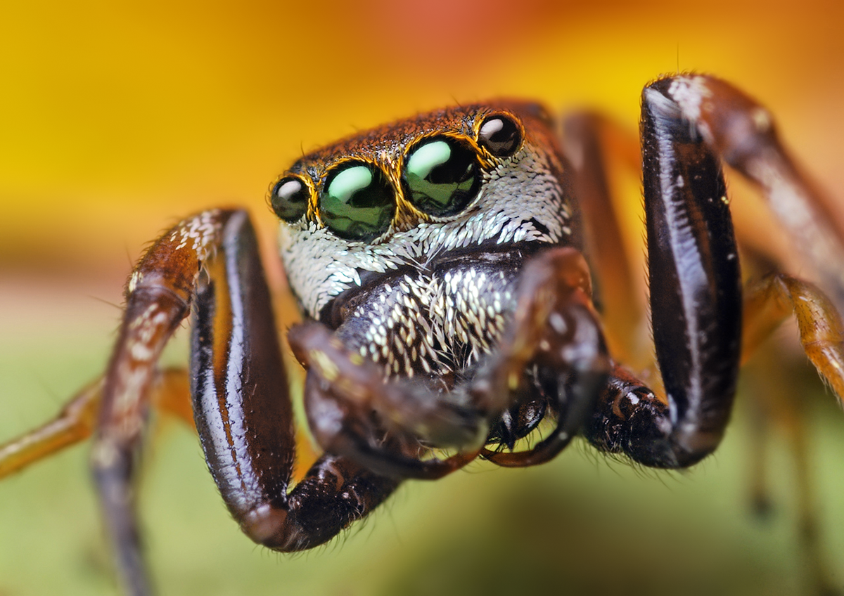 Водяной клоп Гладыш с яйцами