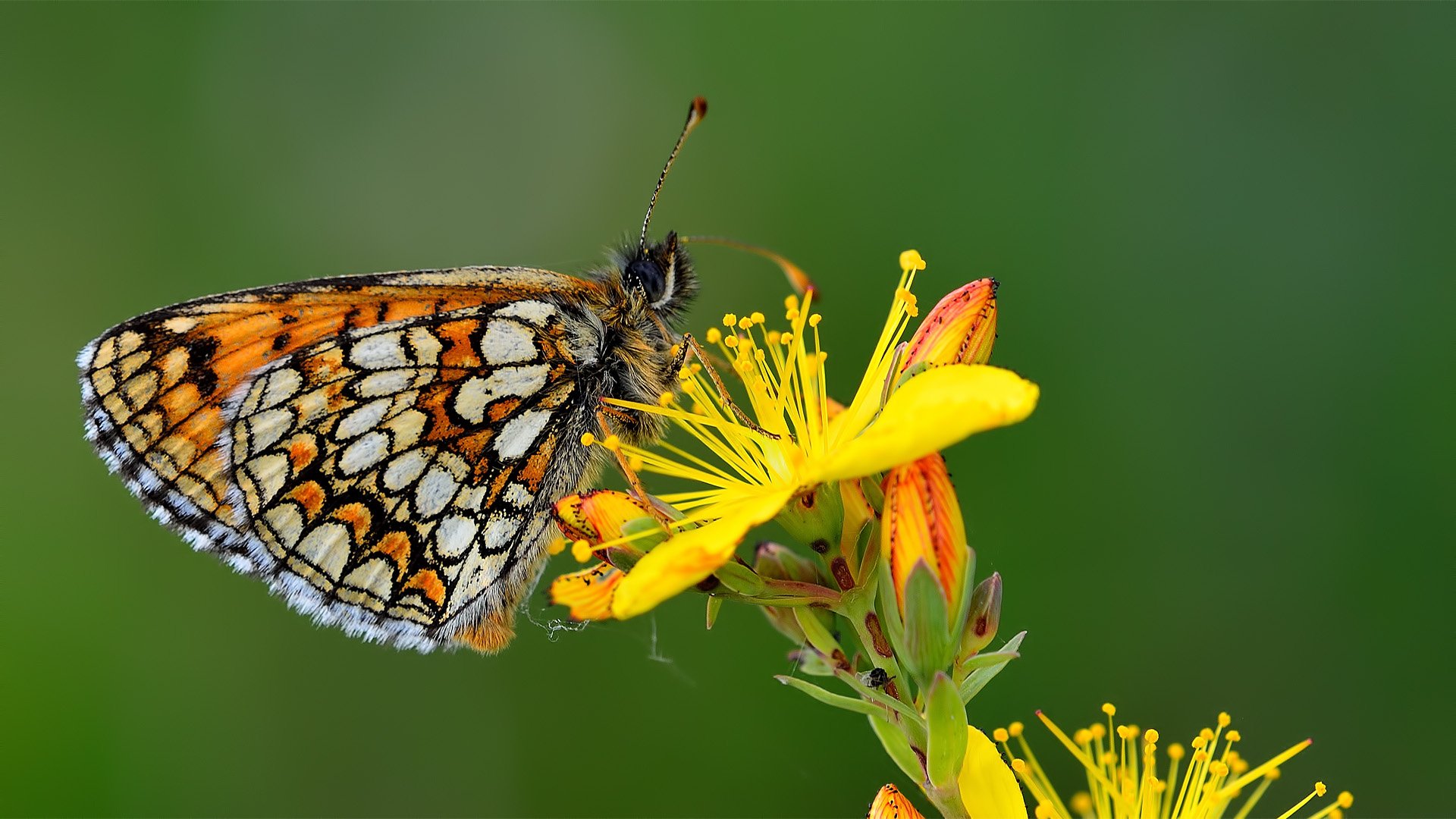 Пыльца крылья. Бабочка Limenitis Arthemis. Бабочки Южного Урала. Поле с бабочками. Пыльца бабочки.