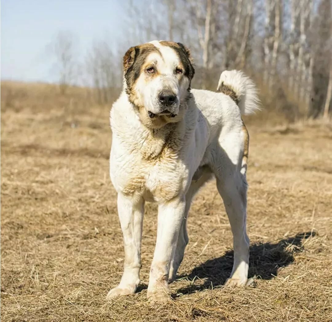 Волкодав кавказский кавказский алабай