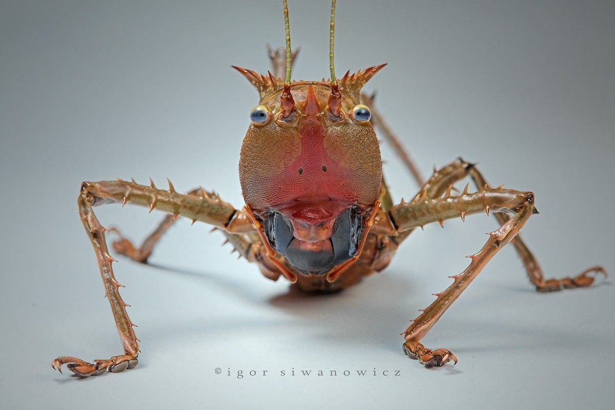 Самка жука-Трилобита